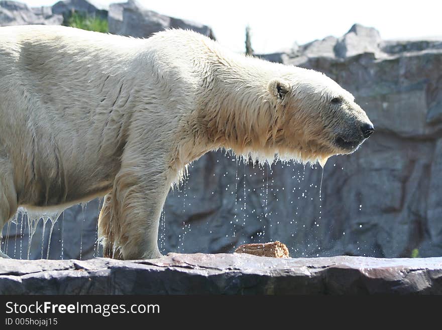 Polar Bear. Polar Bear