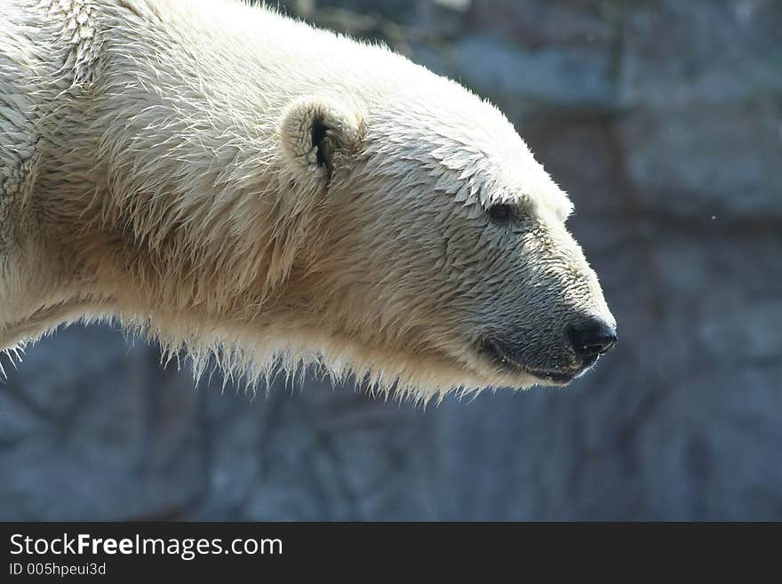 Polar Bear. Polar Bear