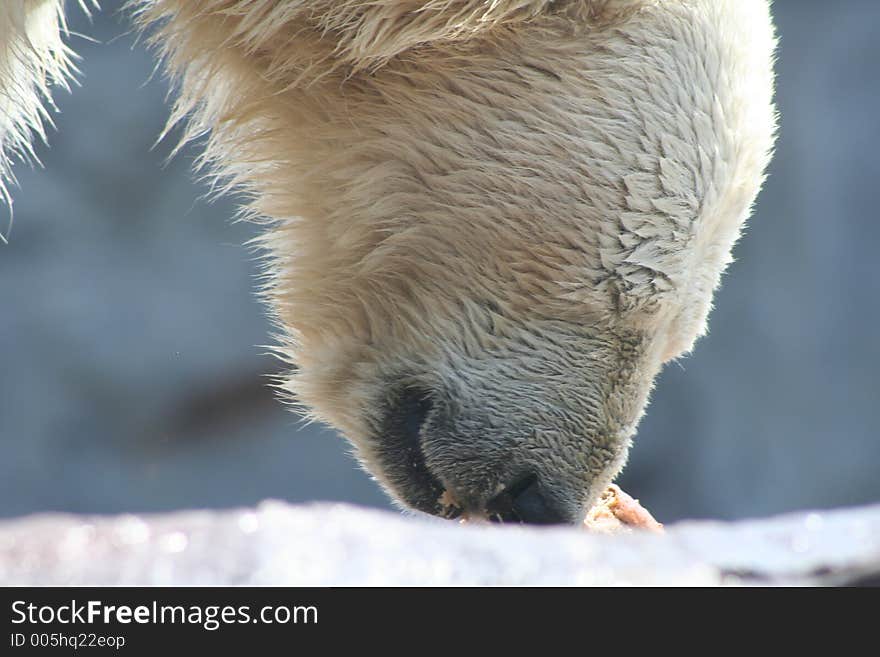 Polar Bear. Polar Bear