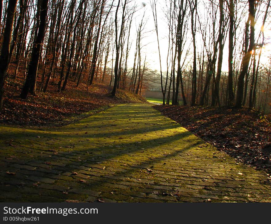 Wood path. Wood path