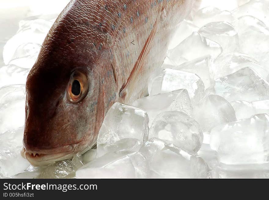 Fish In Ice