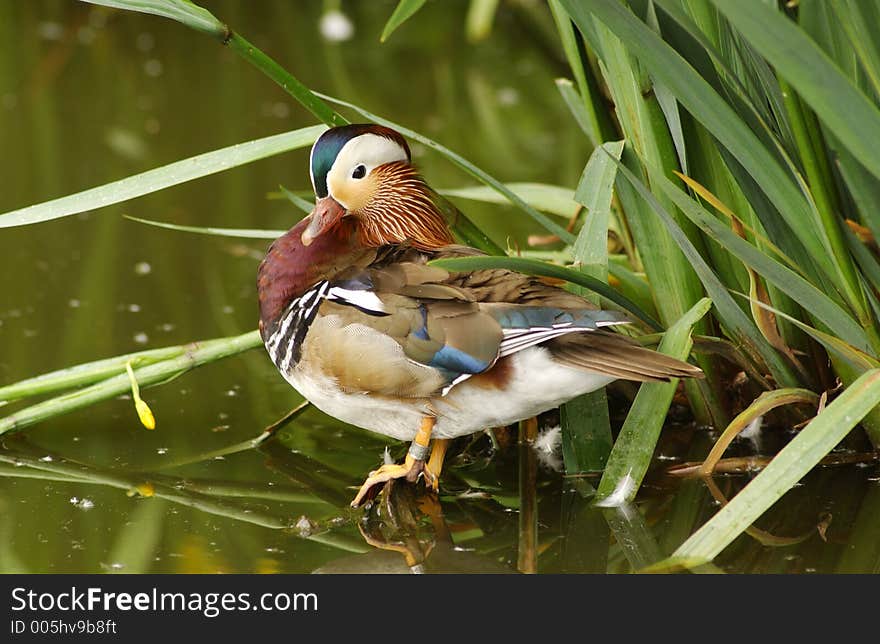 Mandarin Duck