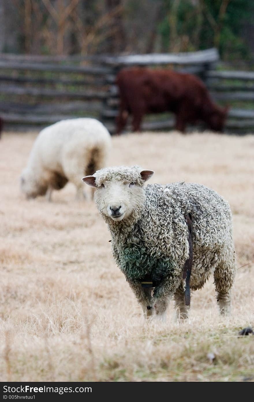 A cow and two sheep doing what they do best. A cow and two sheep doing what they do best