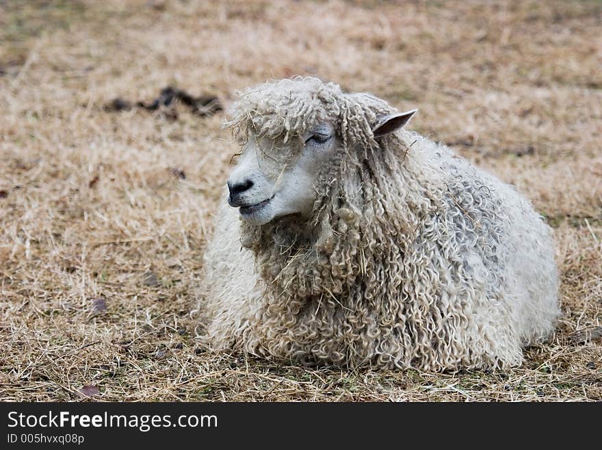 A sheep resting in a field. A sheep resting in a field