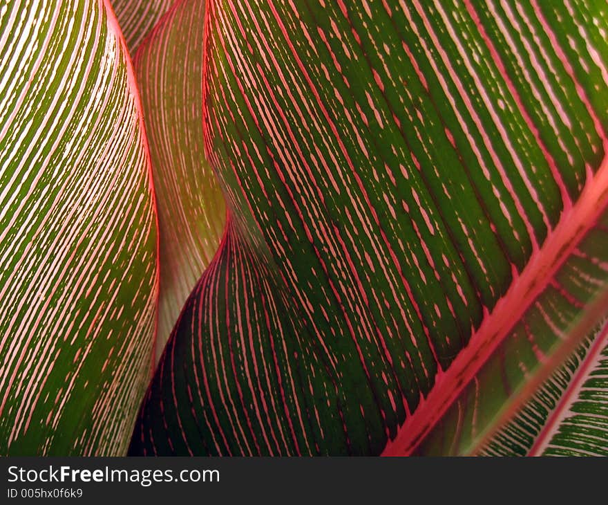 Tropical leaf close-up in Thailand. Tropical leaf close-up in Thailand