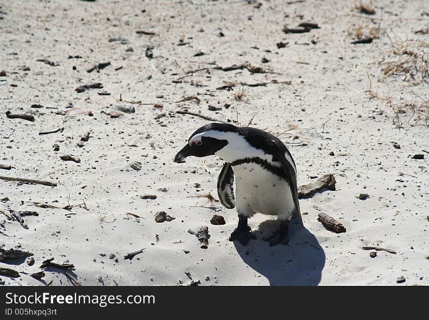 Lone penguin on the sand