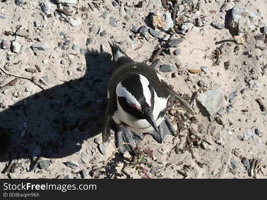 Looking down on a lone penguin. Looking down on a lone penguin