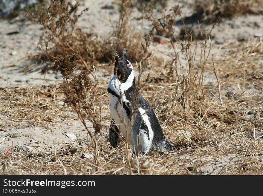 A lone penguin warning others of his territory. A lone penguin warning others of his territory