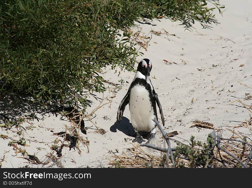 A lone penguin going for a walk. A lone penguin going for a walk