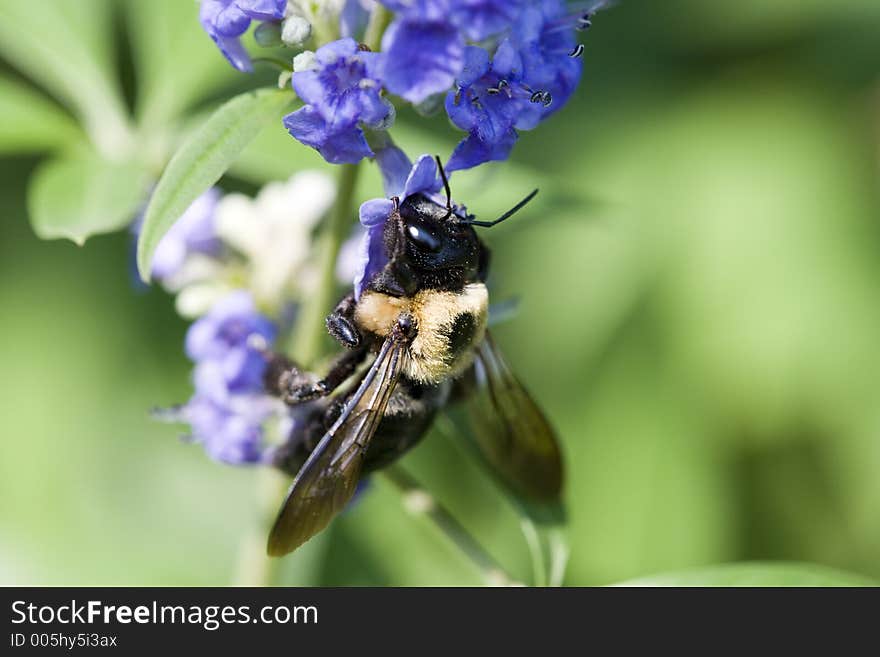 Bee on Butterfly Bush 9453