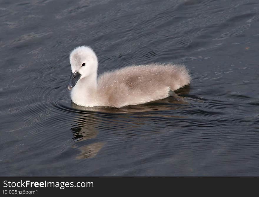 Single Signet (baby) side view swimming. Single Signet (baby) side view swimming
