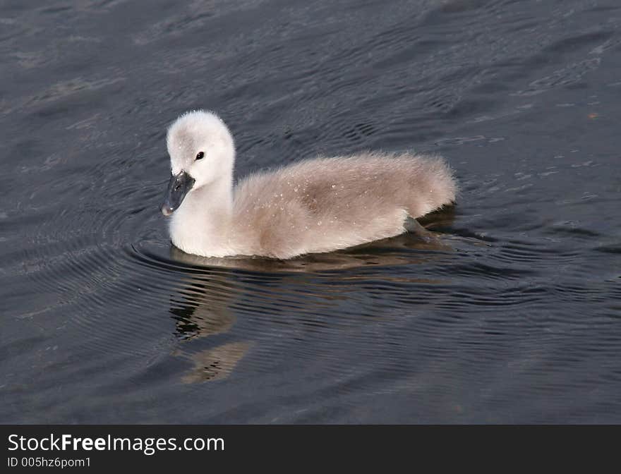 Single Baby Swan Side View