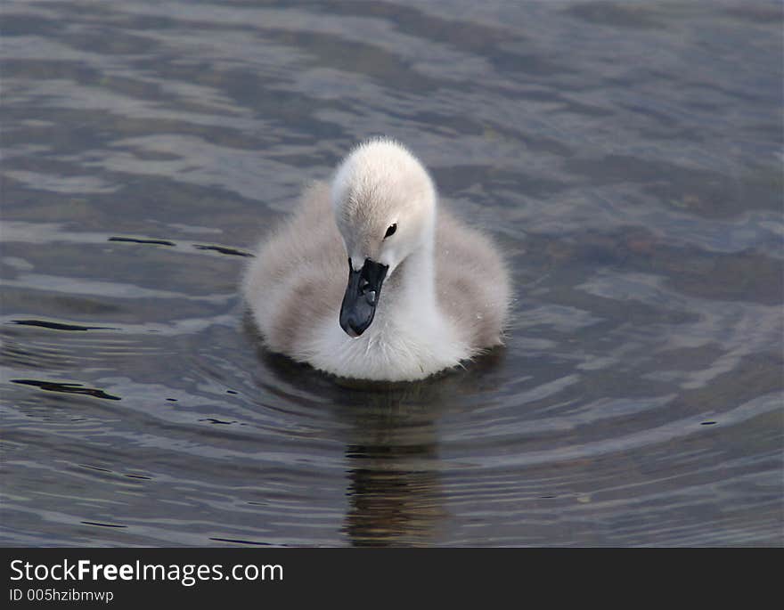 Single baby signet facing the camera swimming on a lake. Single baby signet facing the camera swimming on a lake.