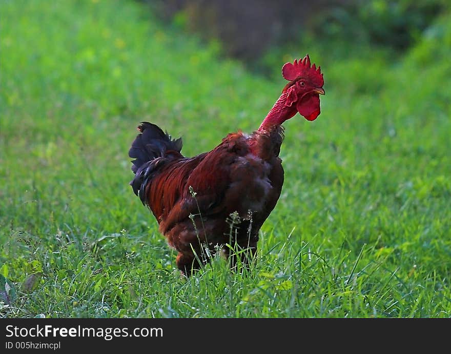 Rooster in meadow.