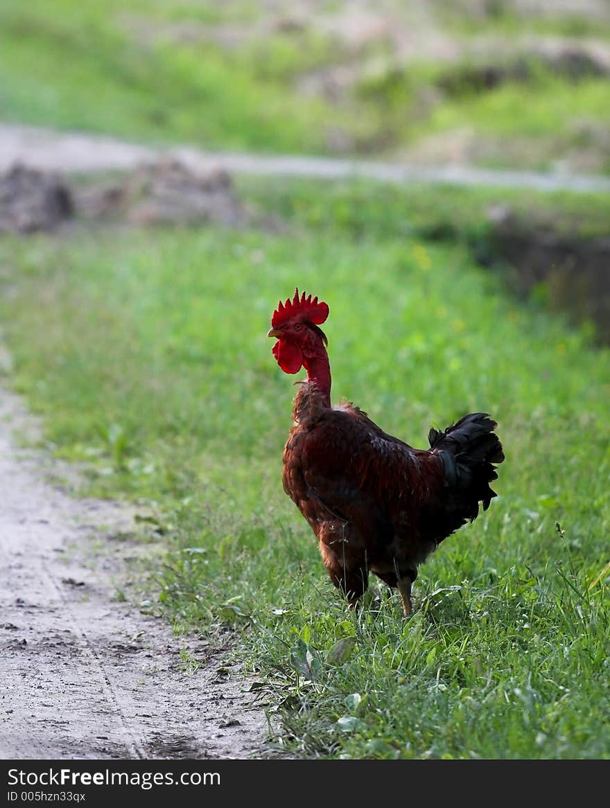 Wild rooster