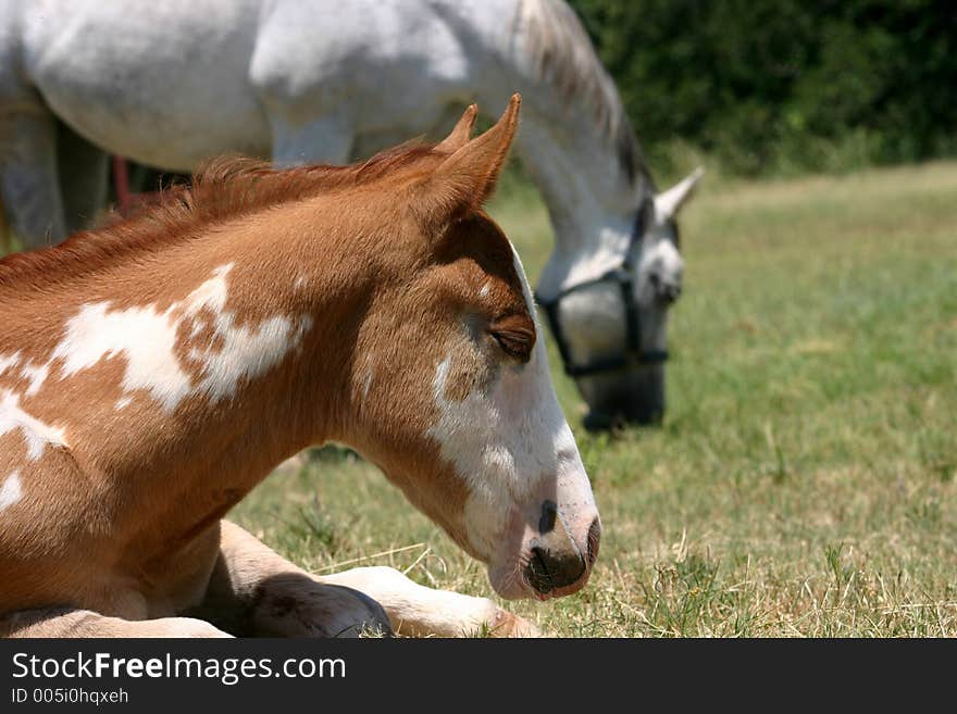 Paint foal napping in sunshine, gray mare grazing in background.