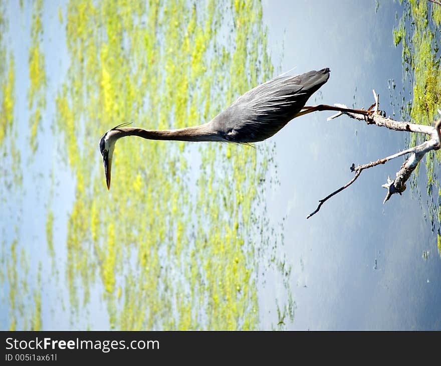 Blue heron2