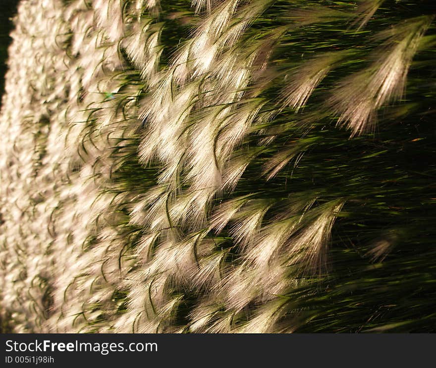 Grass with feathery tops. Grass with feathery tops