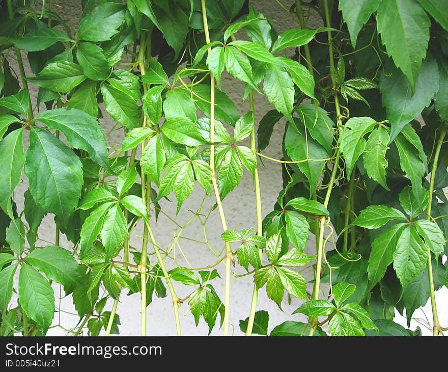 Parthenocissus leaves