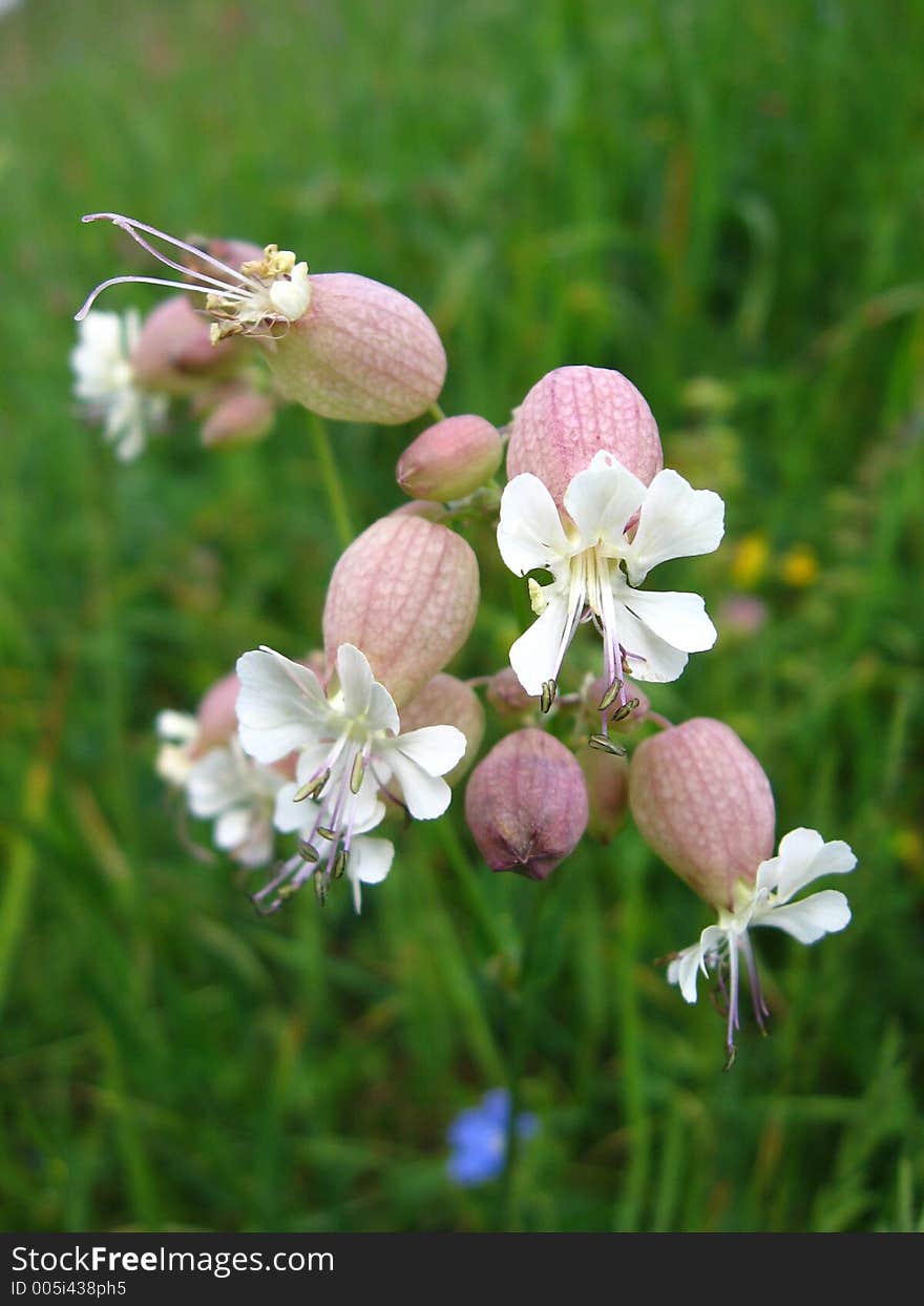 Bladder Campion