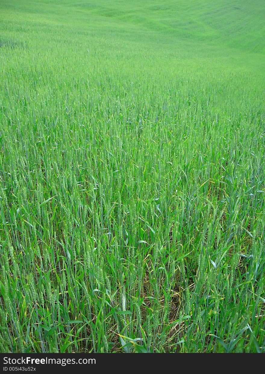 Wheat field