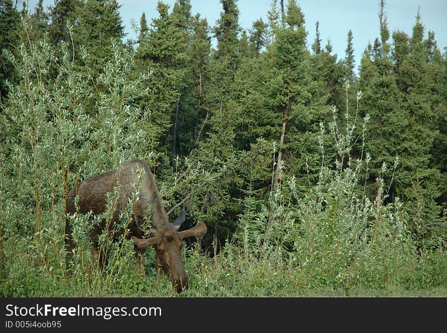 A moose browses vegitation near a clearing