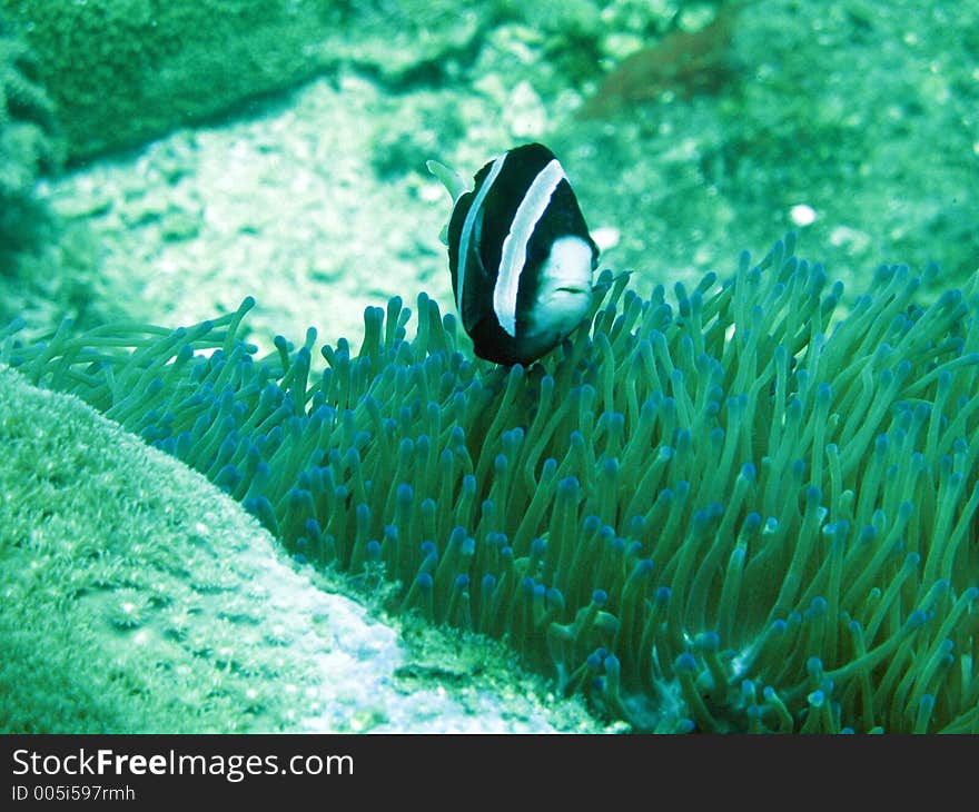 Black and white striped clown fish in ab ed of orange anenome playing stare me down. Black and white striped clown fish in ab ed of orange anenome playing stare me down