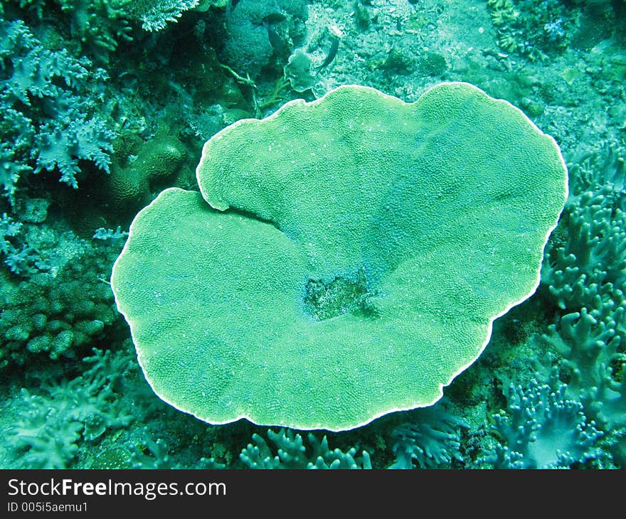 Flower coral. Flower coral