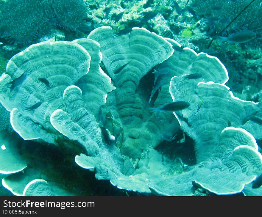 Hard coral with fish inside. Hard coral with fish inside