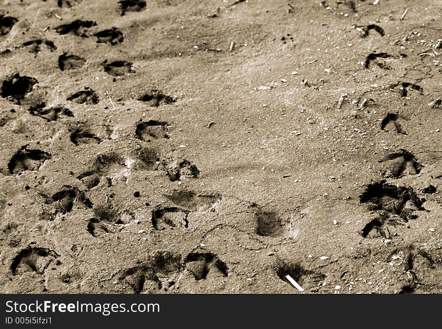 Duck tracks through the sand. Duck tracks through the sand.