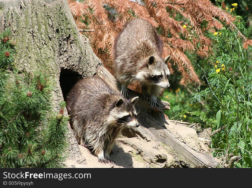 Pair a raccoons in their natural habitat. Pair a raccoons in their natural habitat