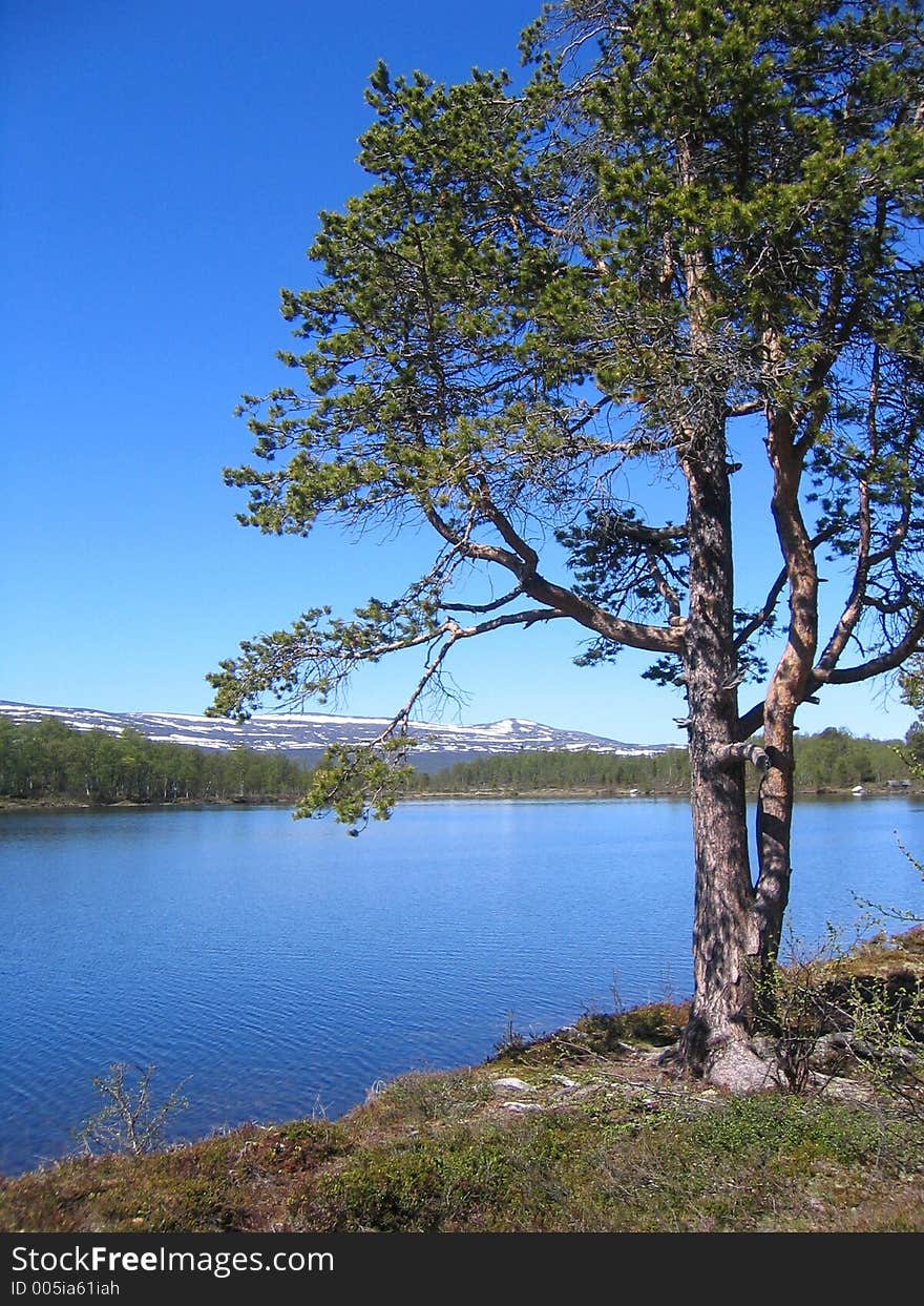 Pine by lake