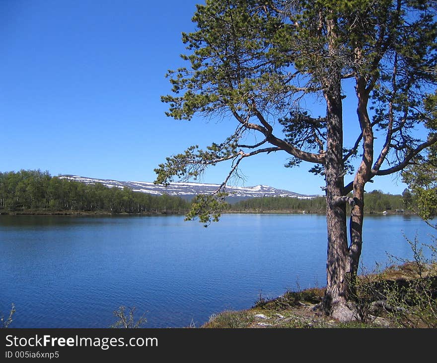 Pine by lake