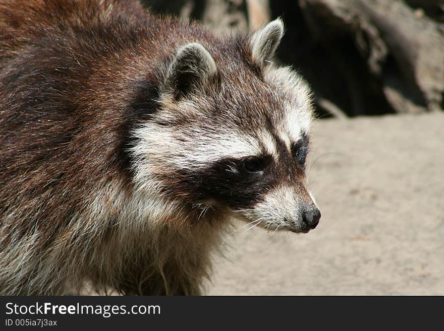 Raccoon close up. Raccoon close up