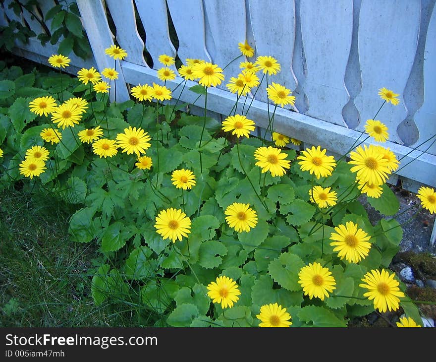 Chrysantemums