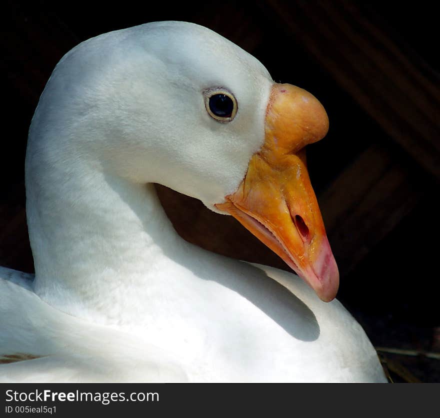 Gentle Goose