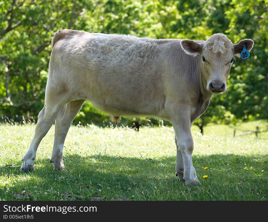 Posing Teen Cow