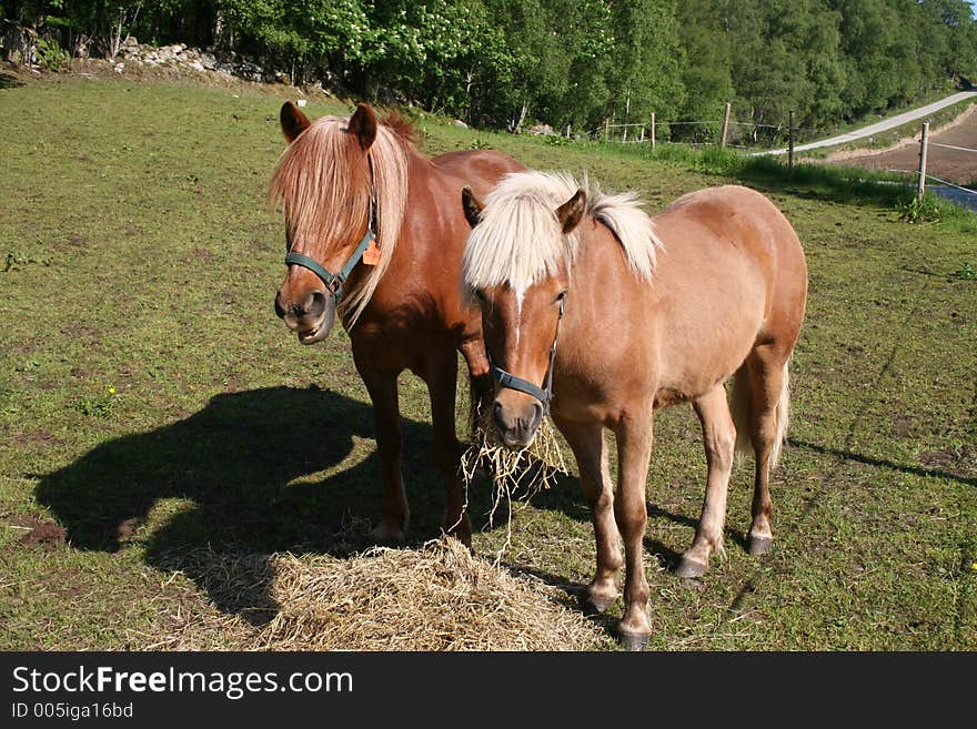 Two horses grassing in a field.