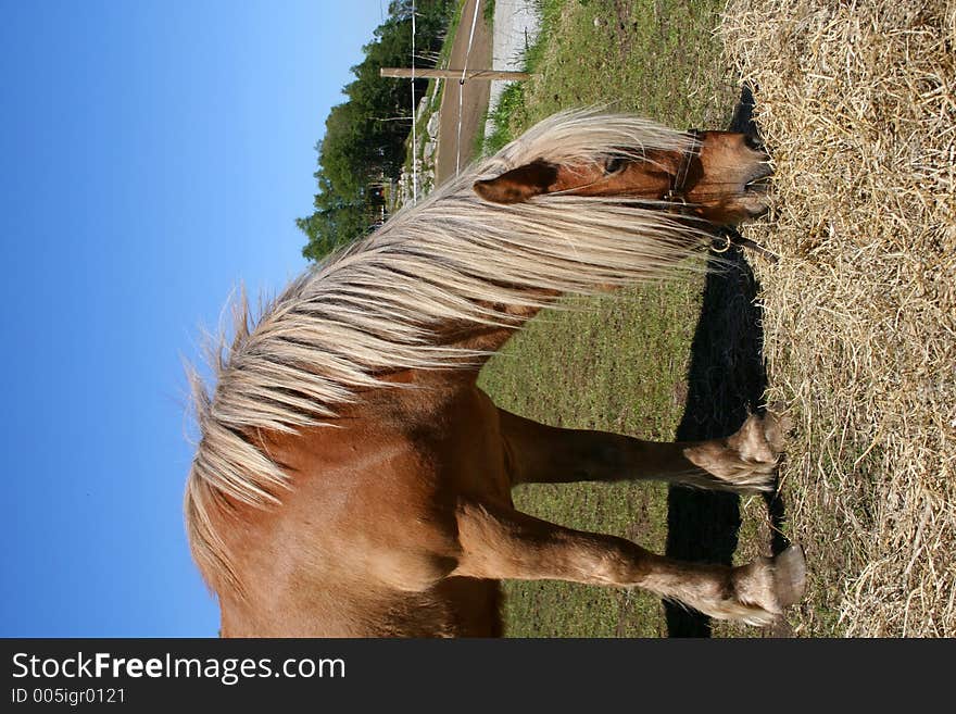 Horse grassing in a field