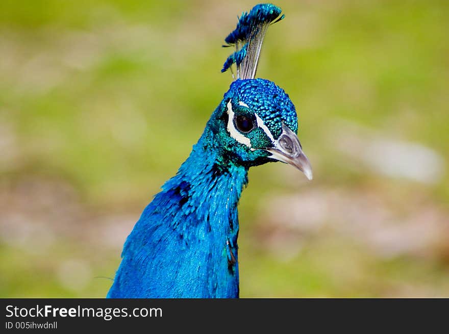 Blue Peacock Closeup