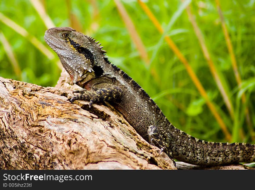 Water Dragon on a Log