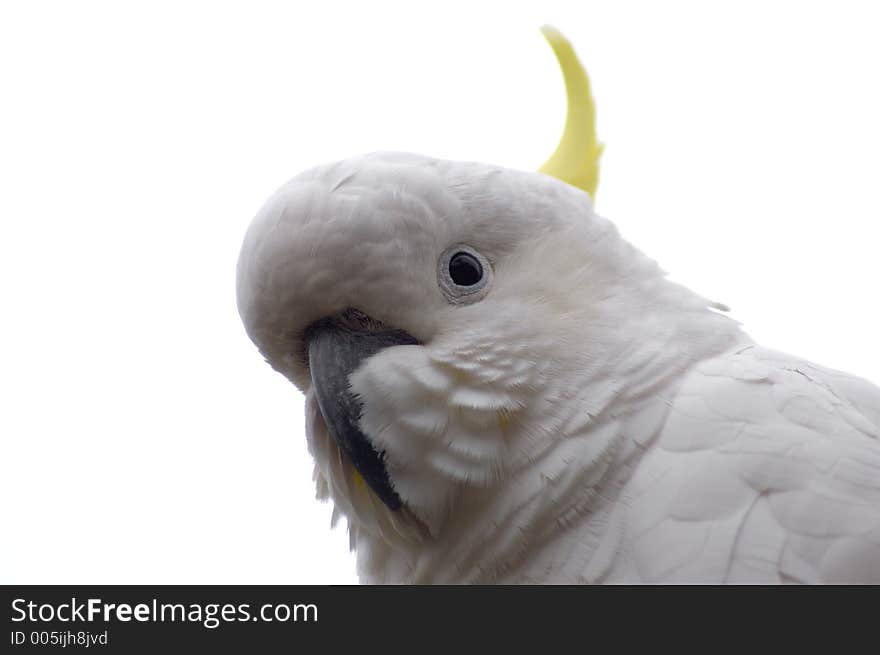 A closeup and isolated shot of a Sulphur-Crested Cockatoo. This bird is indigenous to Australia. A closeup and isolated shot of a Sulphur-Crested Cockatoo. This bird is indigenous to Australia.