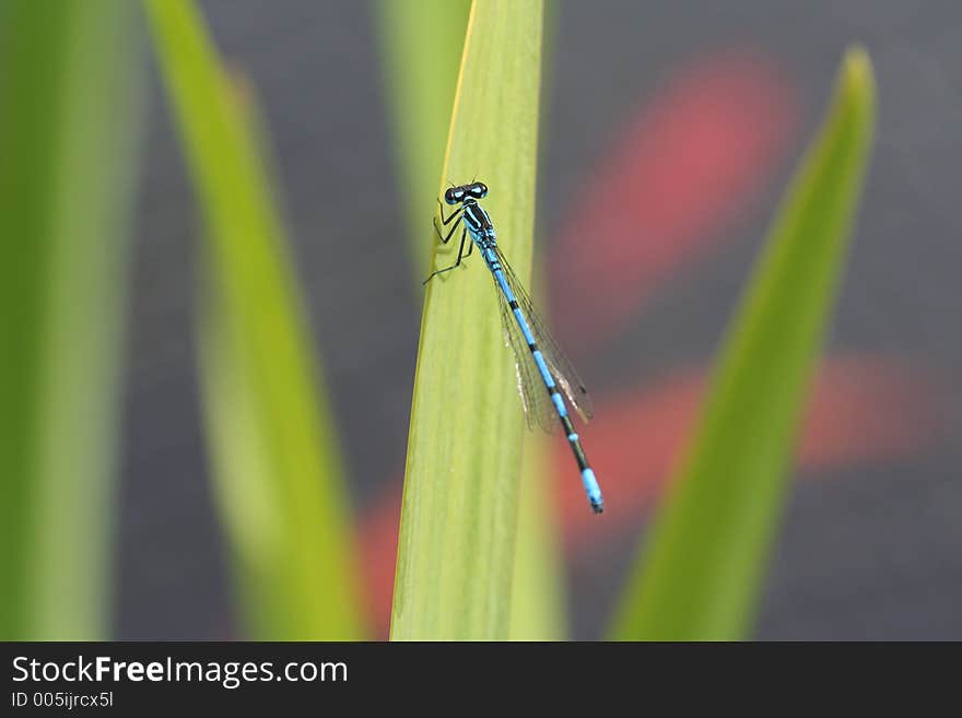 DragonFly