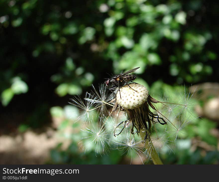 Fly on dandy lion seeds