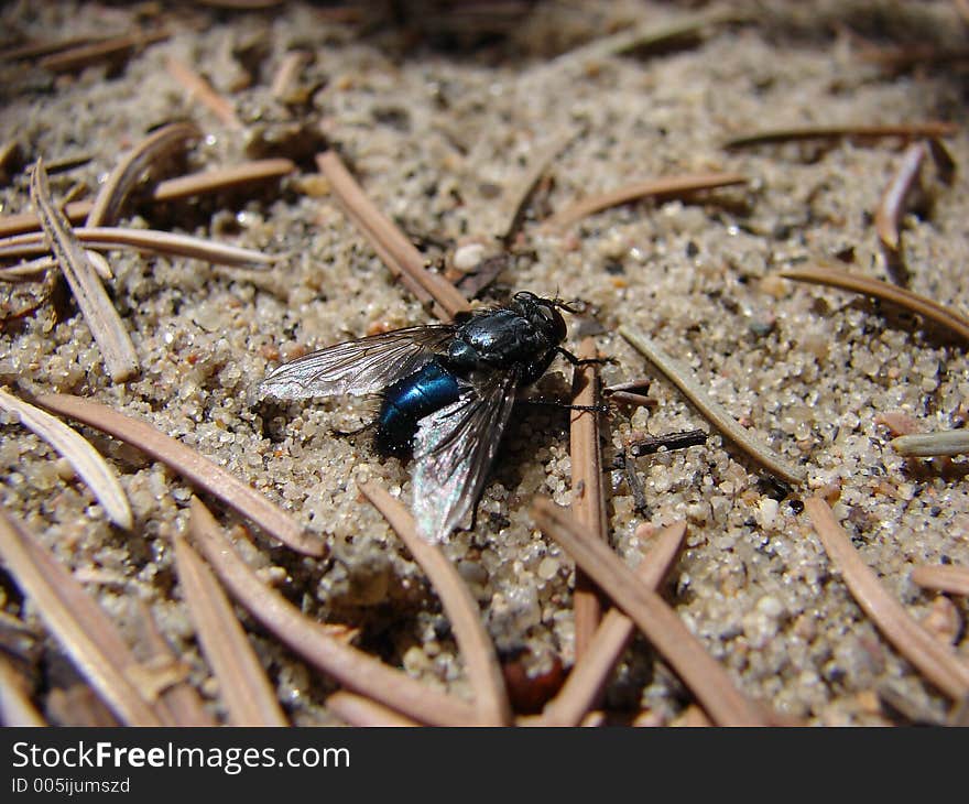 Blue fly taking a break from flight