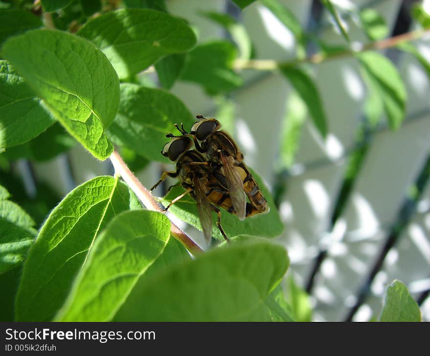 Insect love