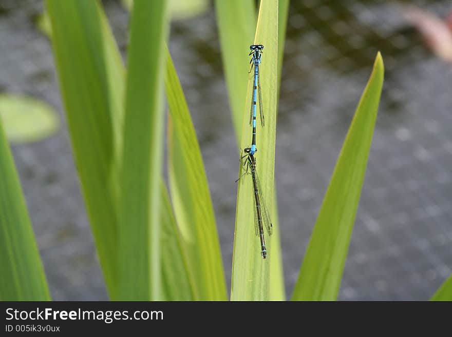 Two dragonflies mating on the reeds