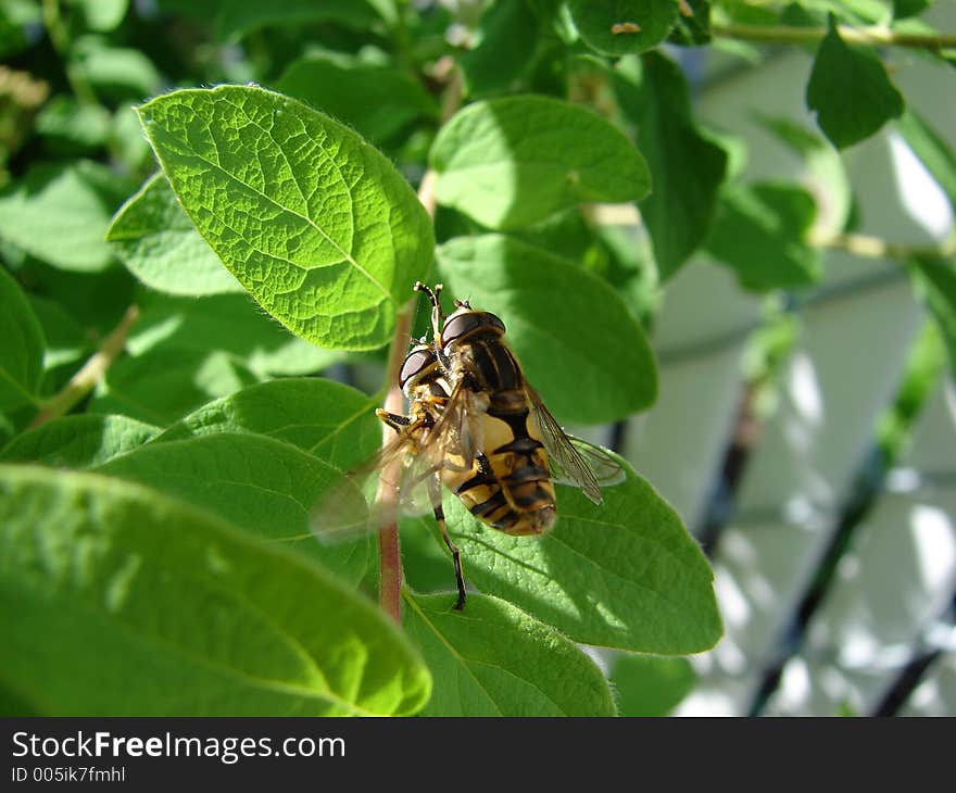 Bee fly love