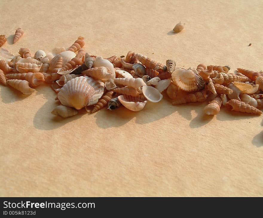 Seashells