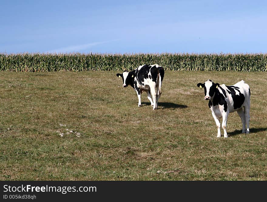 Danish cows